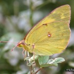 Possibly a Pink-Edged Sulphur