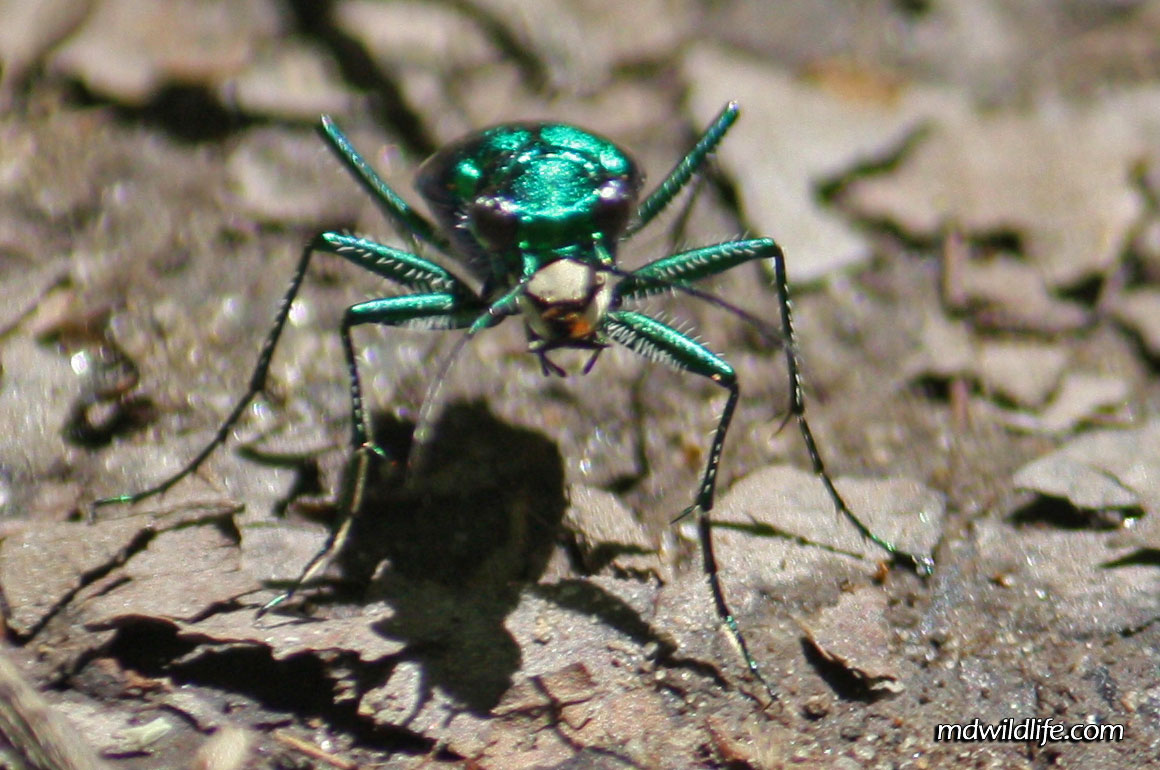 Six-spotted Tiger Beetle face