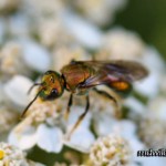 Chalcidoid Wasp