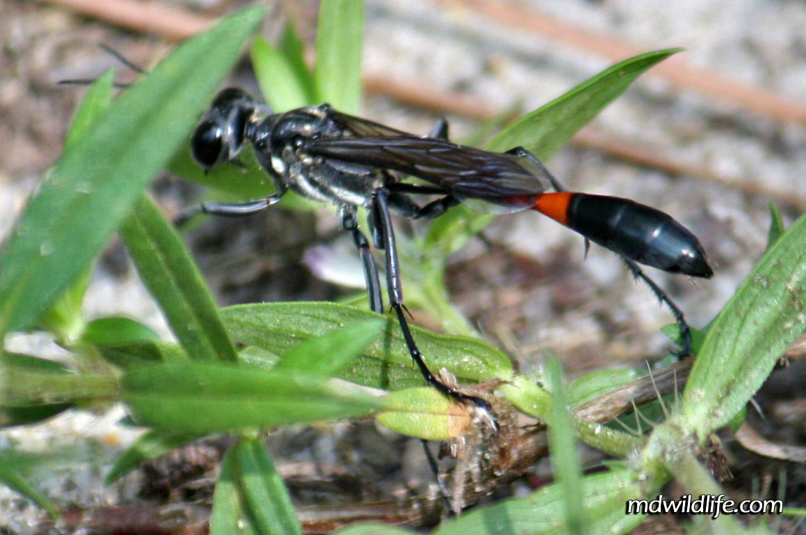 Common Thread-waisted wasp