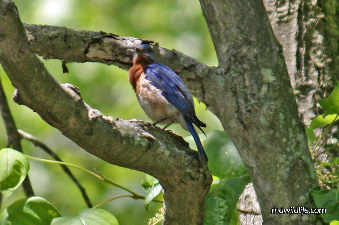 Eastern Bluebird at Elk Forest WMA.