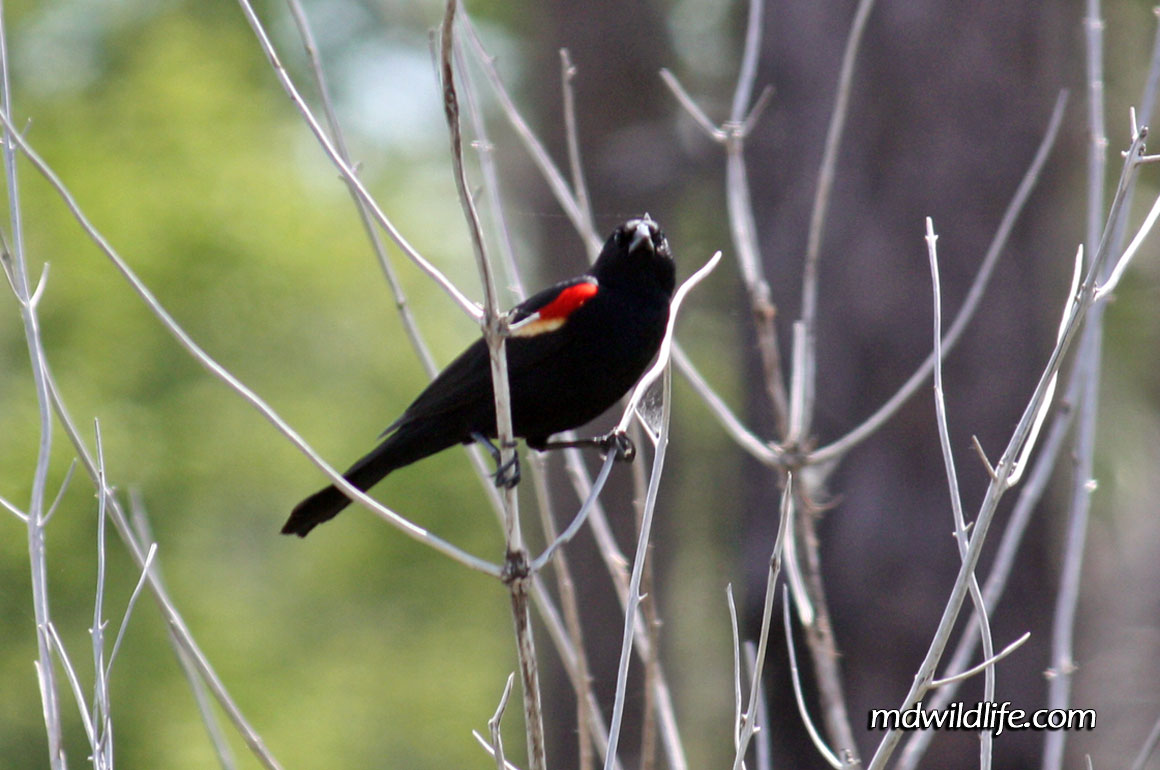 Red-Winged-Blackbird-Eastern-perched