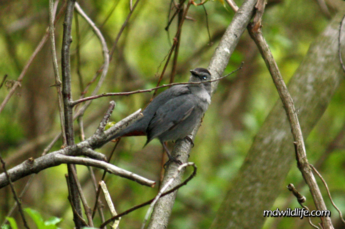 Gray Catbird in a tree